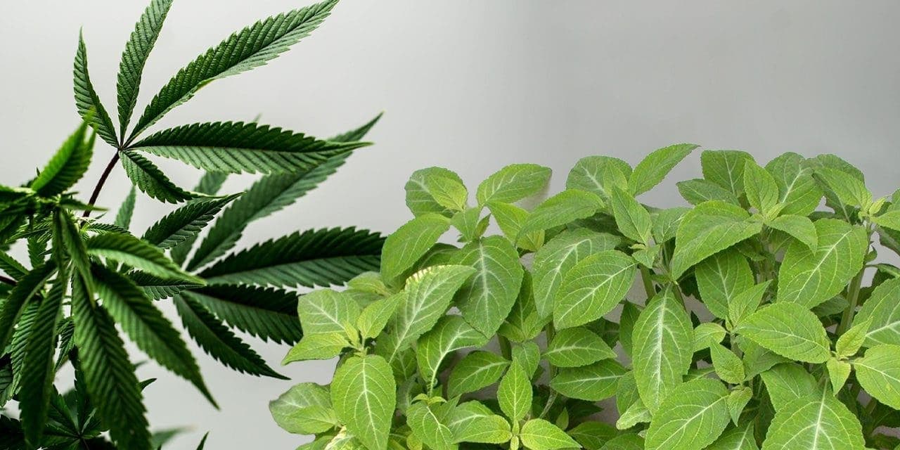 marijuana plant and salvia plant