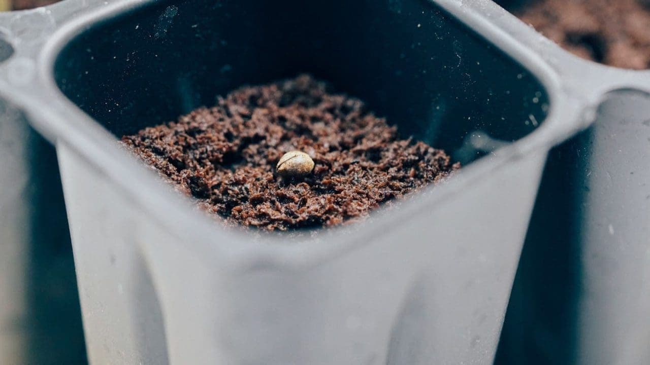 Coco coir in a plastic pot