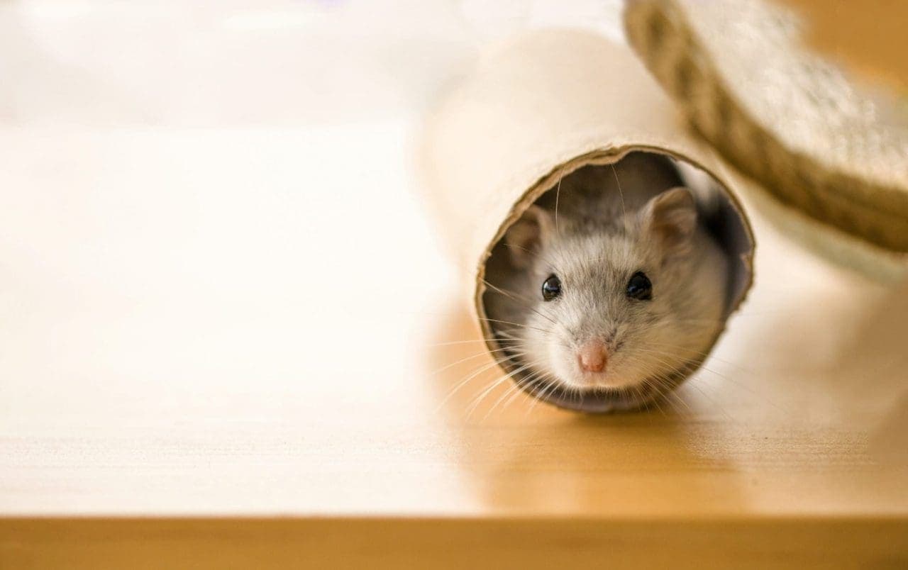 mice cbd cocaine study